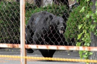 《“クマに大声”はタブーではないのか》80代女性、自宅に現れたクマを「なめんなよ！」と金切り声…