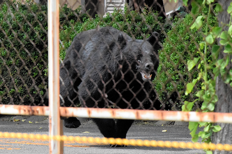 福島市内に出没したクマ
