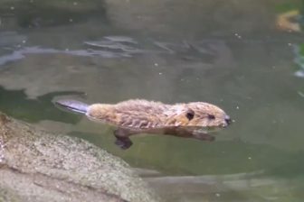 《かわいすぎるニュース》神戸どうぶつ王国にビーバーとスカンクの赤ちゃん誕生!“モフモフすくす…