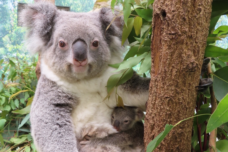 コアラ丼って何だ!?》飼育頭数日本一の動物公園が教えるコアラの生態