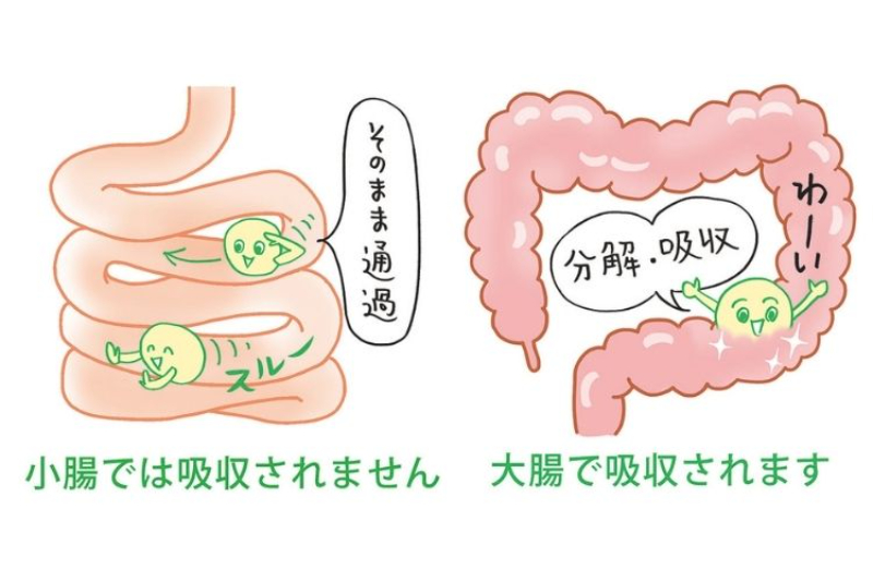 還元麦芽糖は小腸で消化・吸収されず、大腸で分解・吸収されるため、血糖値の乱高下を抑えられます
