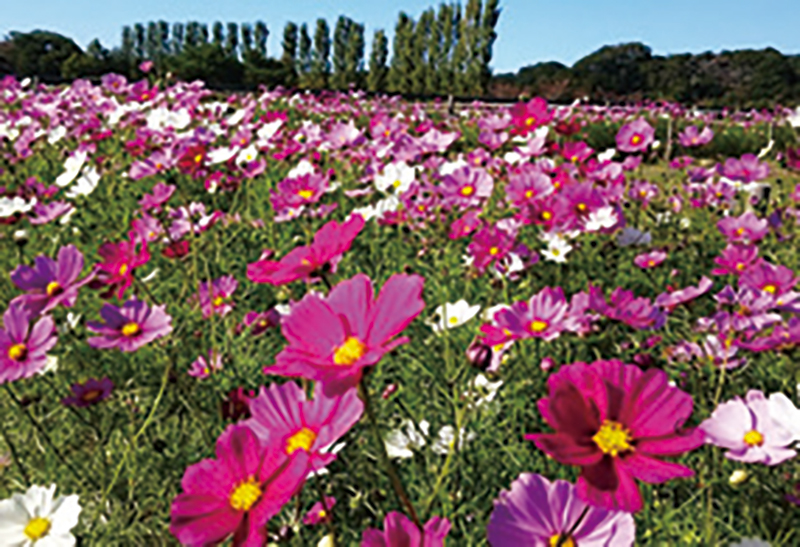 花盛りの「滋賀農業公園 ブルーメの丘」