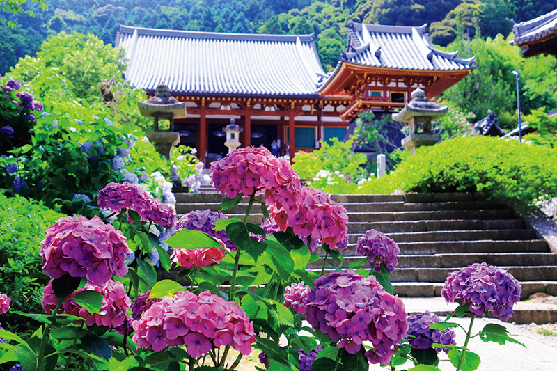 矢田寺（やたでら／奈良県）