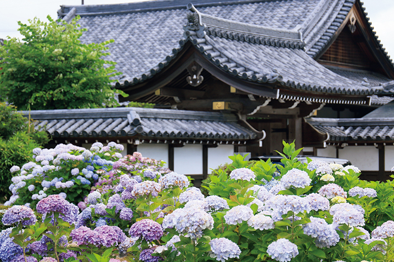 松江藩主松平家の菩提寺で、初代から九代までの墓がある。小泉八雲の怪談「大亀」に登場する巨大な石造の大亀像も。
