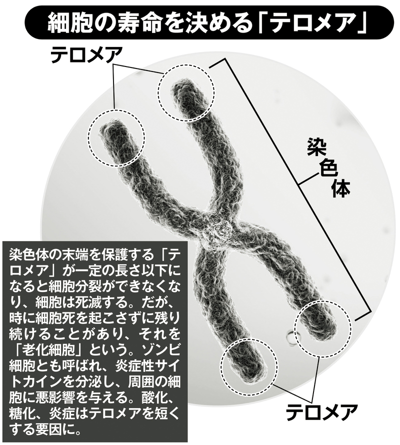 細胞の寿命を決める「テロメア」
