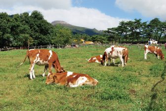 《朝ドラ『風、薫る』で注目の那須へ》牧場や美術館、歴史ある温泉…おすすめの「大人のお散歩」ス…