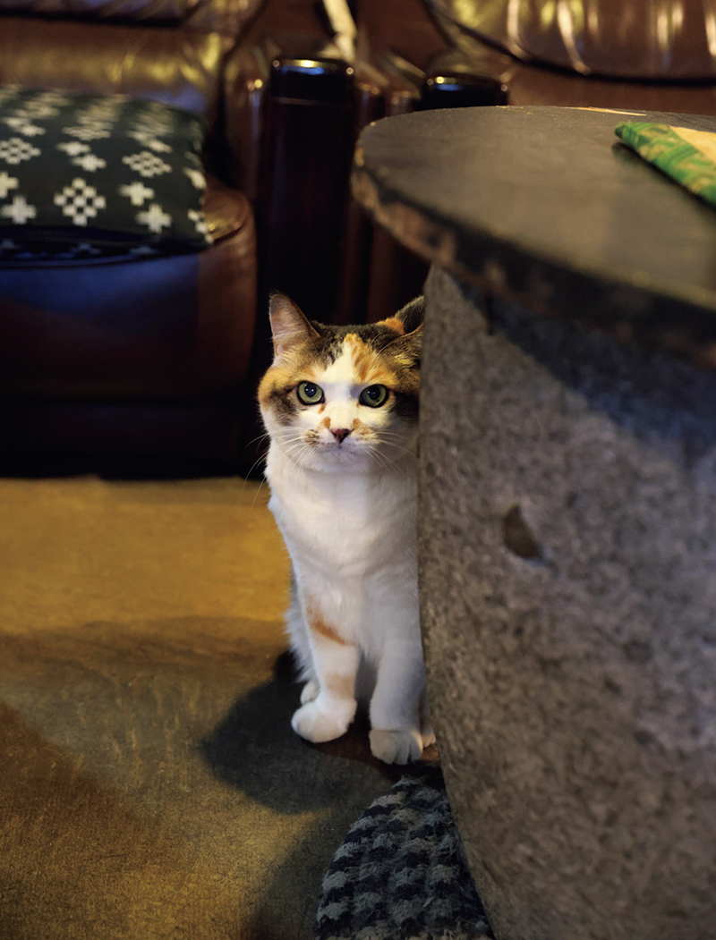 看板猫のモモがお出迎え（提供写真）