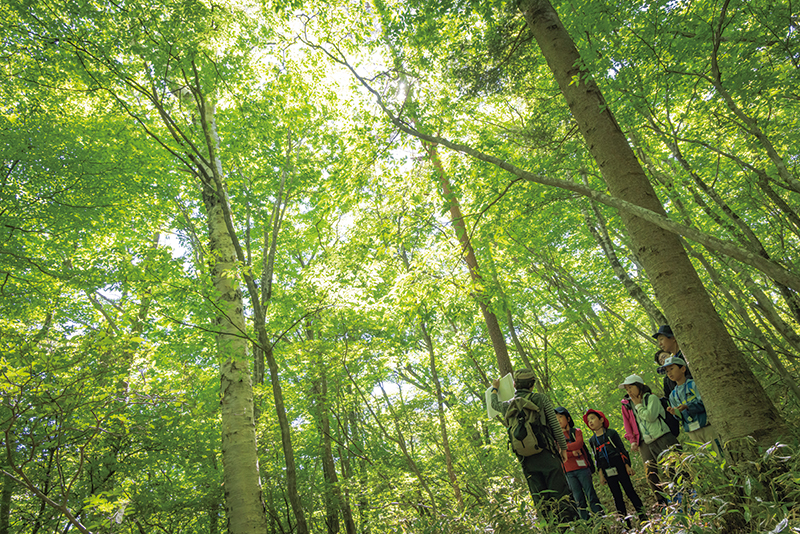 柔らかな木漏れ日が差し込む「那須平成の森」（提供写真）