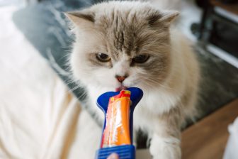 「ちゅ～るスプーン」って知ってる？液状おやつが食べさせやすく愛猫の誤飲防止にも！【本日のお…