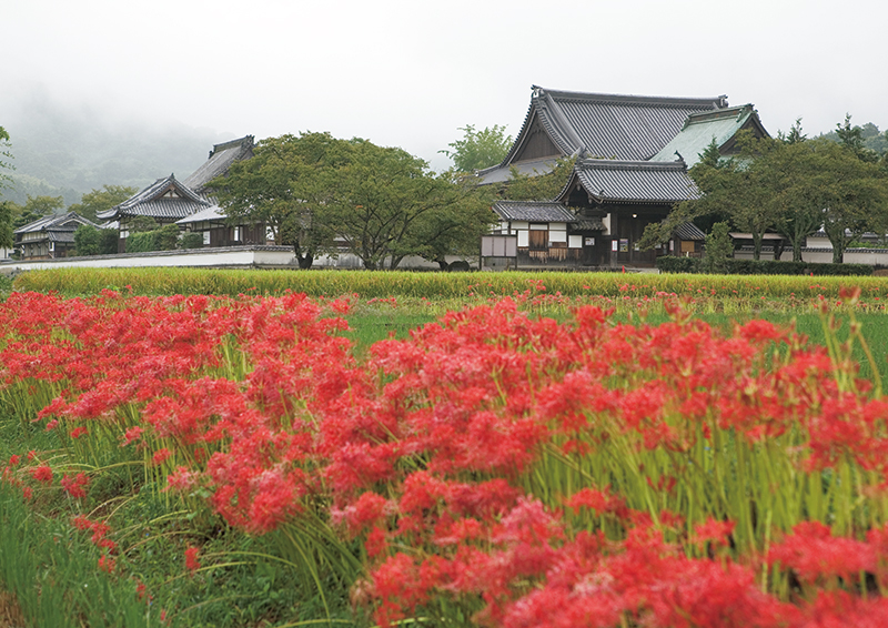 橘寺跡　写真提供：明日香村教育委員会