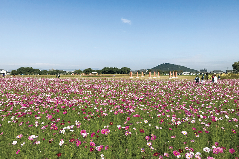 藤原宮跡の広大な敷地は秋はコスモス畑に！　写真提供：世界遺産「飛鳥・藤原」協議会