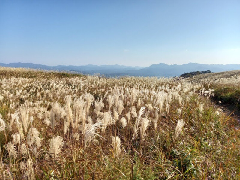 ※日本最大級のカルスト台地「秋吉台」。秋はススキが美しい