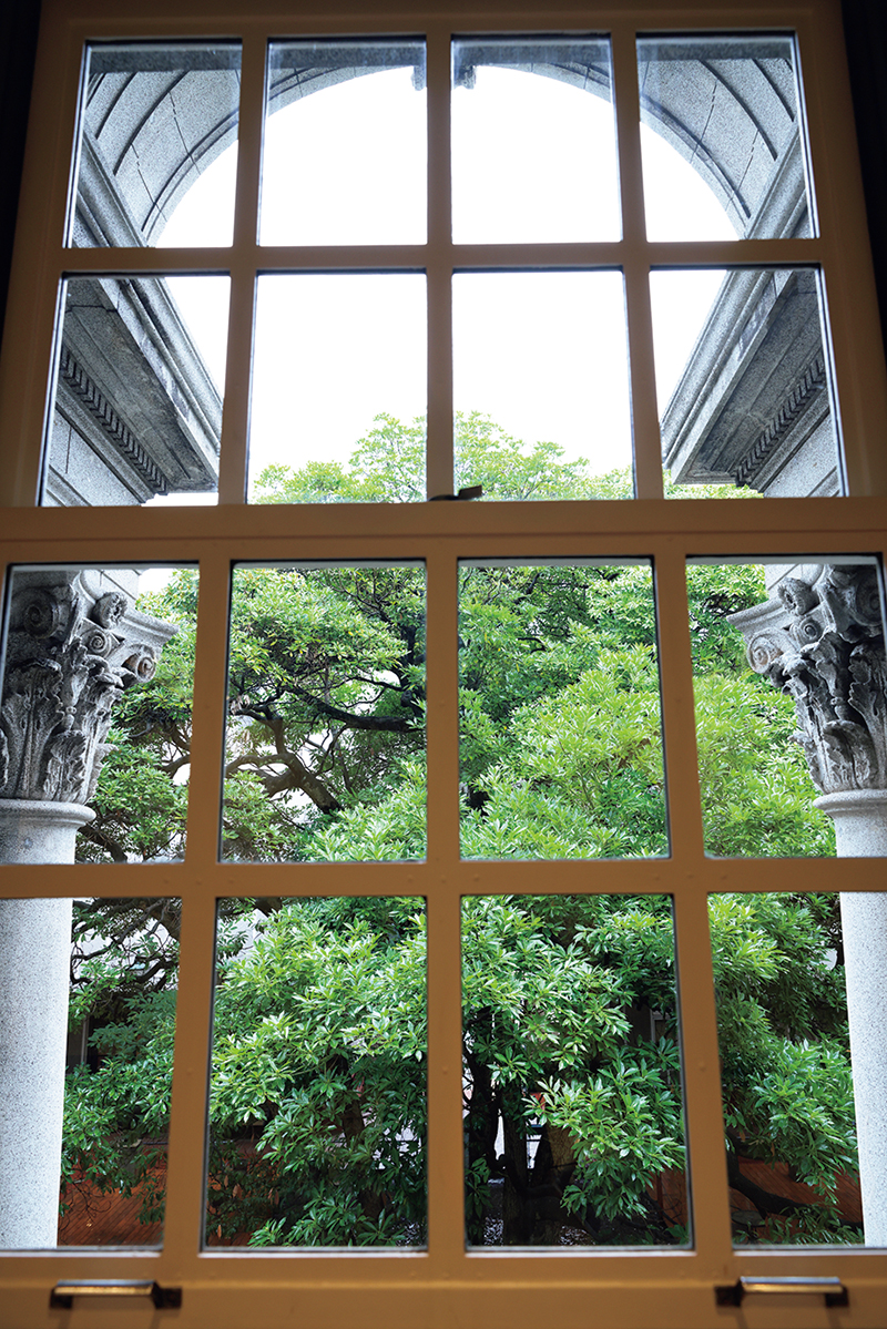 ペリー来航から現代まで歴史を見守る玉楠の木（撮影／菅井淳子）