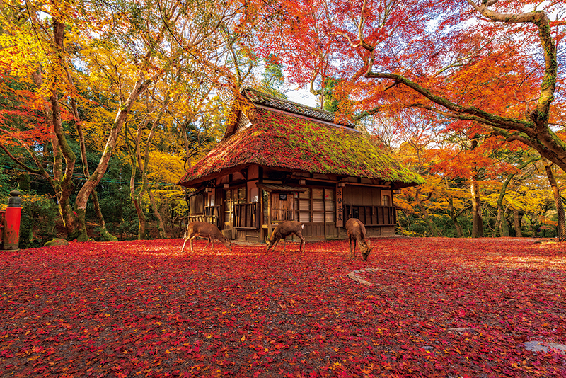 奈良公園【奈良】
