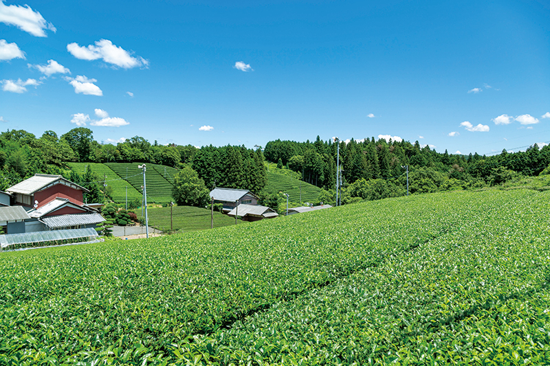 宇治茶の生産地として知られる南山城村に、2017年オープン。